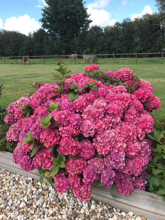 La Grange Aux Hortensias Thiergeville エクステリア 写真